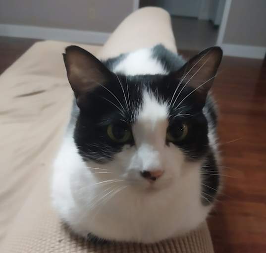 Photo of Catloaf