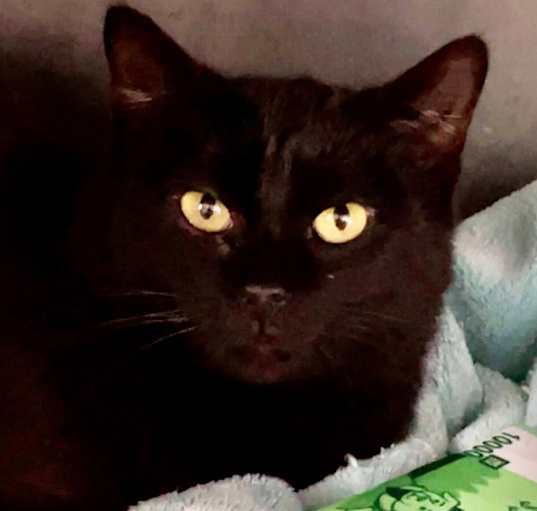 Photo of Kato
