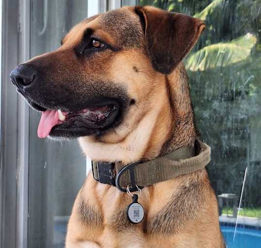 Photo of Rocko