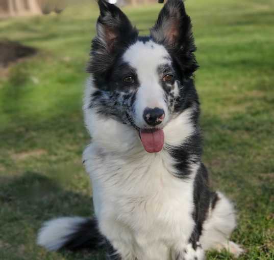 Photo of Layla