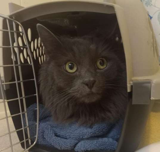 Photo of Puddles