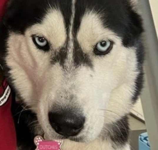 Photo of Duchess