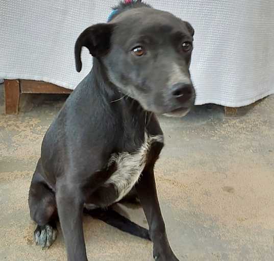 Photo of Juno