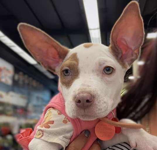 Photo of Itty Bitty