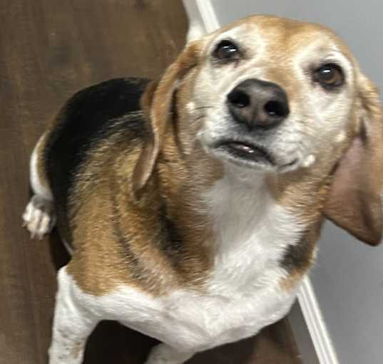 Photo of Bella