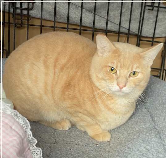 Photo of Shep