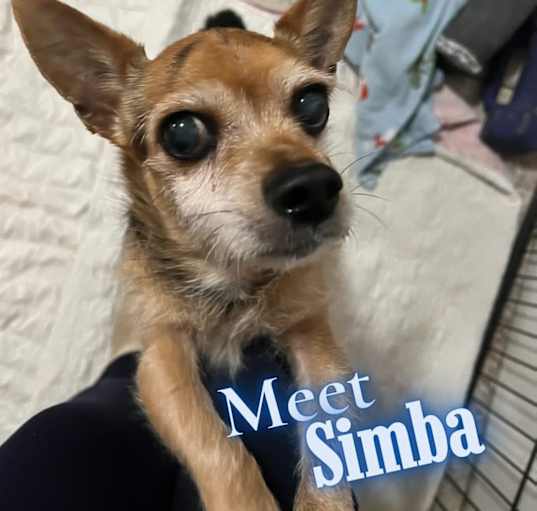 Photo of Simba