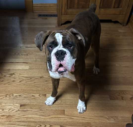 Photo of Leyland