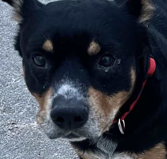 Photo of Max