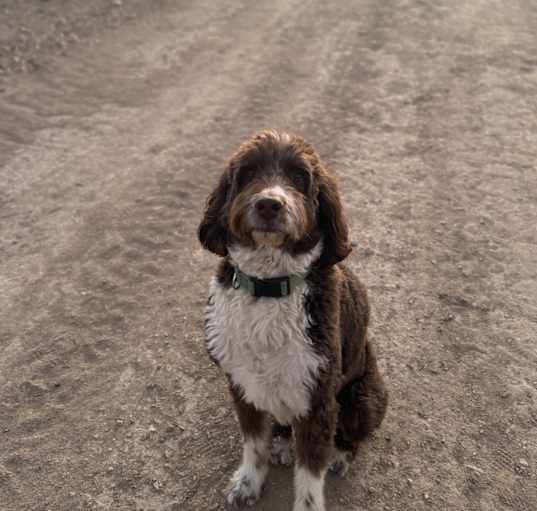 Photo of Jasper