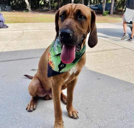 Photo of Echo (friendly & loyal)