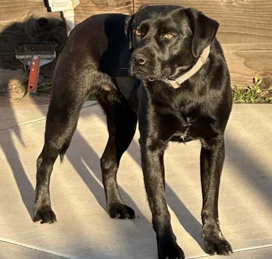 Photo of Bruno