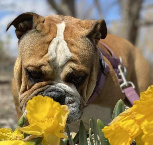 Photo of Ronka