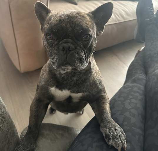 Photo of Bruno