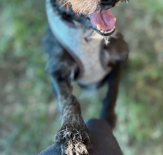 Photo of Louie