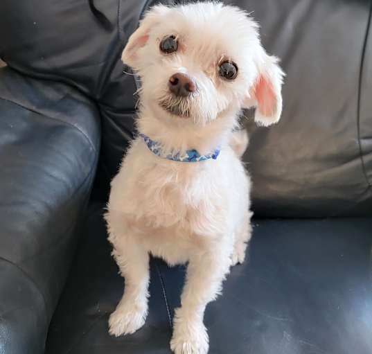 Photo of Benji