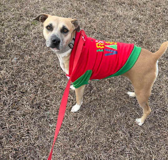 Photo of Daisy