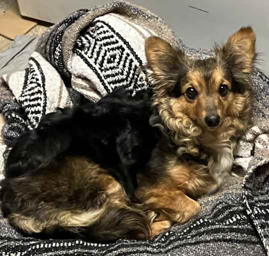 Photo of Honey