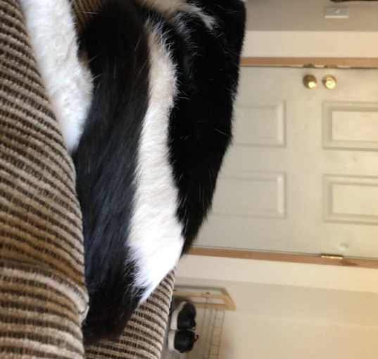 Photo of Moo