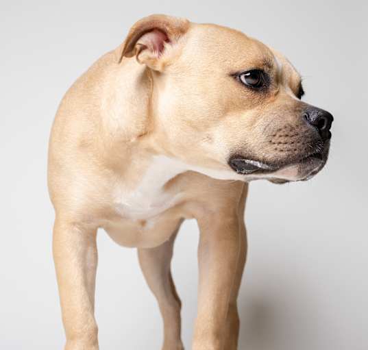 Photo of Dixie
