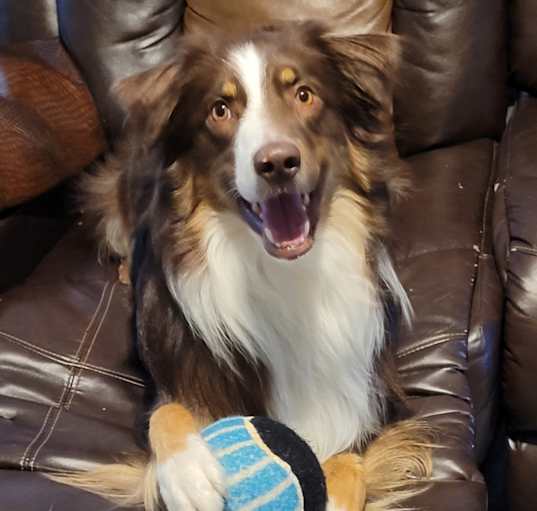 Photo of Kota