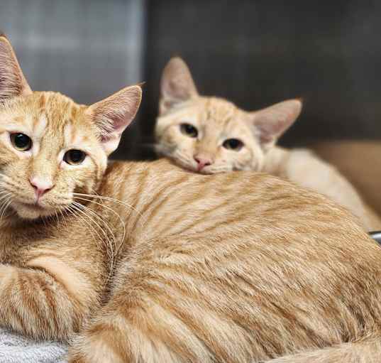 Photo of Fred & George