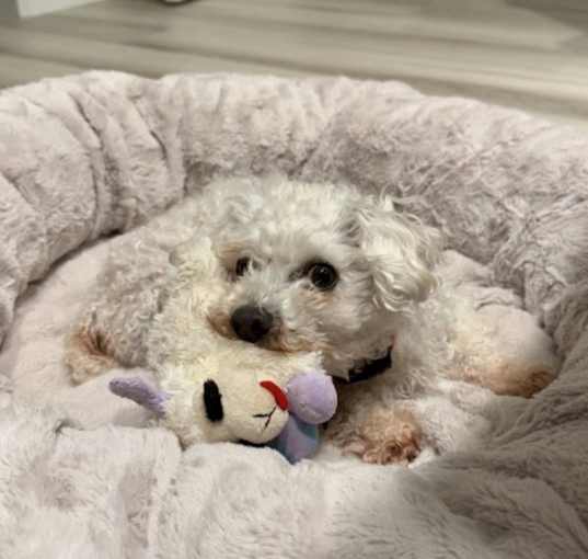 Photo of Puff