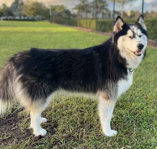 Photo of Queen
