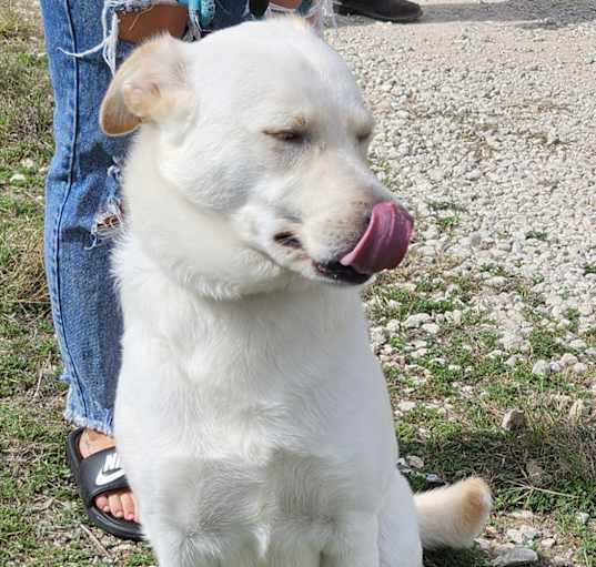 Photo of Blonde Daisey