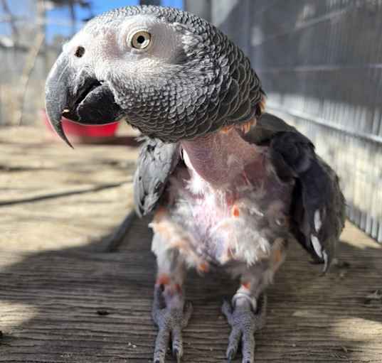 Photo of Taffy
