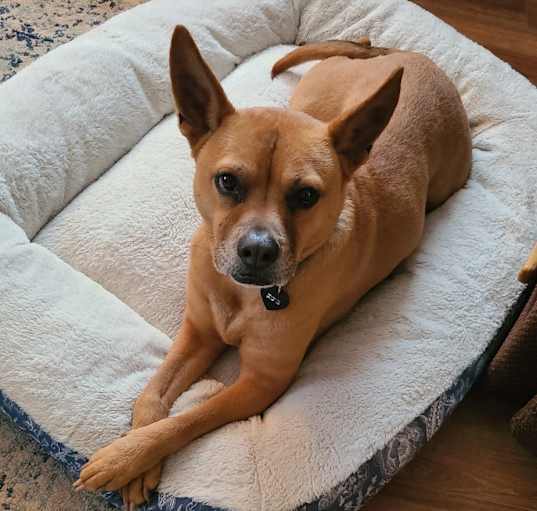 Photo of Schatzi