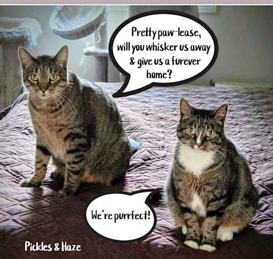 Photo of PICKLES & HAZE
