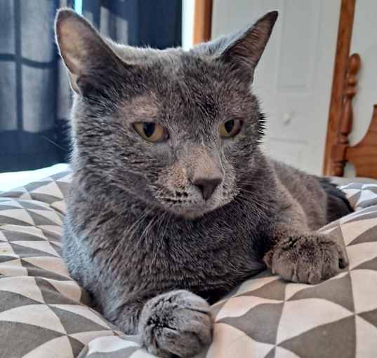 Photo of Smokey
