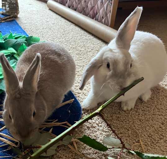 Photo of Bene (bonded to Bramble)