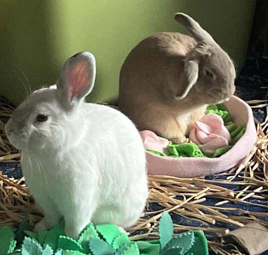 Photo of Bramble (bonded to Bene)