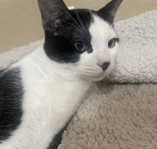 Photo of Tux (Tuxedo)