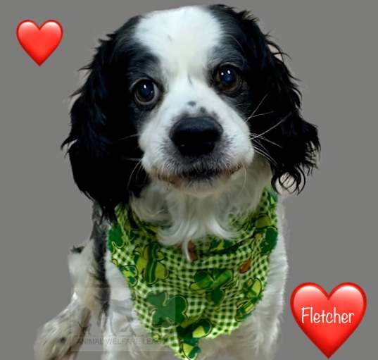 Photo of FLETCHER