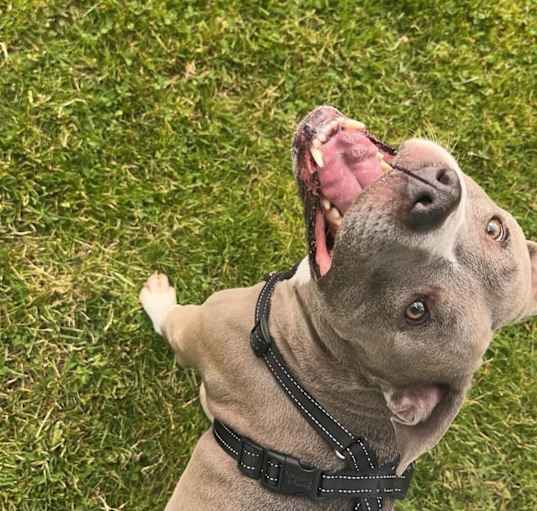 Photo of Blue