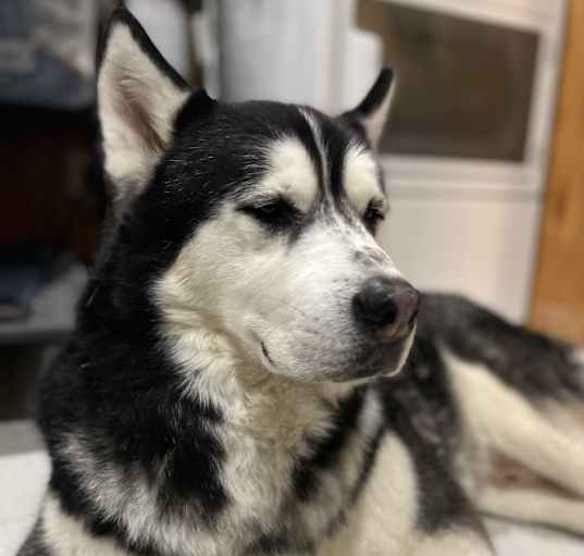 Photo of Guapo