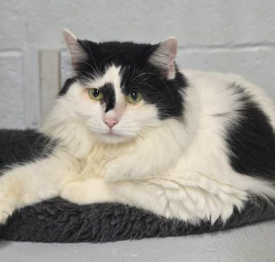 Photo of Indie