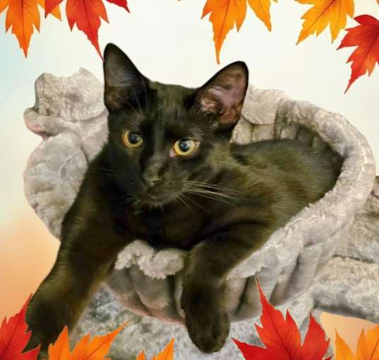 Photo of Inky