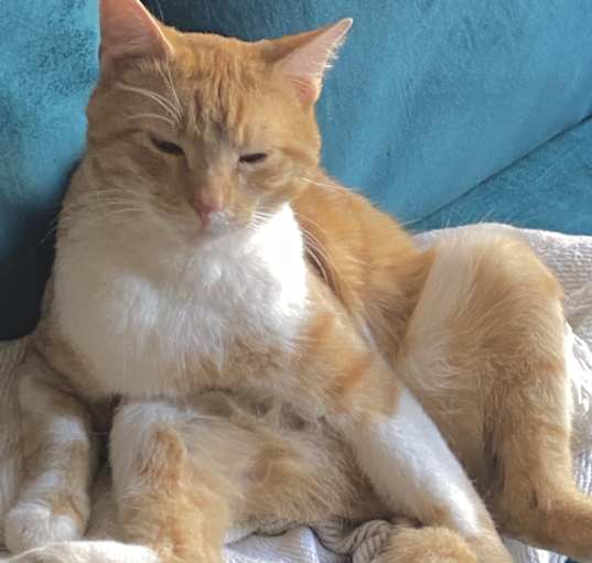 Photo of Peanut