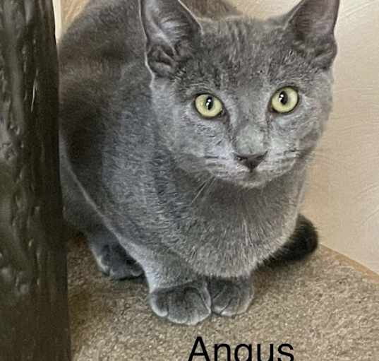 Photo of Angus