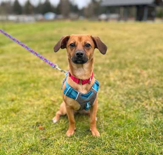 Photo of Pemba, a small mixed breed female