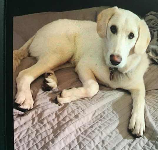 Photo of Kobe
