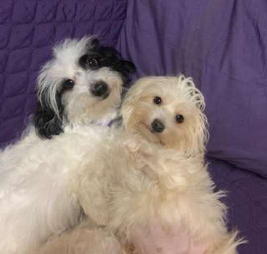 Photo of BONNIE & WINNIE