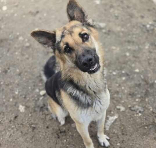 Photo of Archie