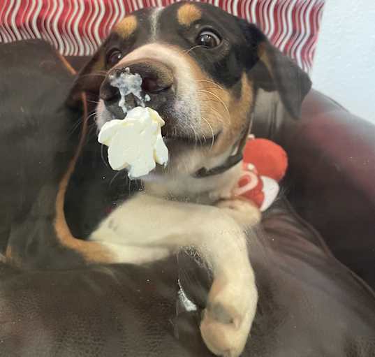 Photo of Buddy