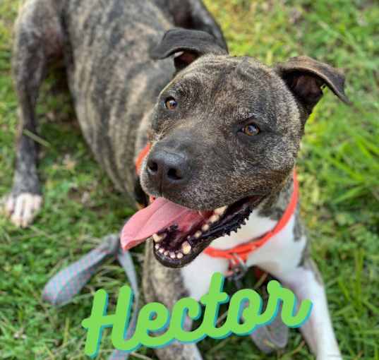 Photo of Hector