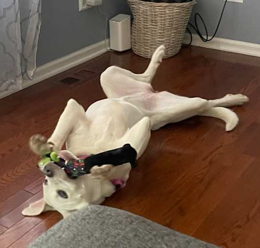 Photo of Cali